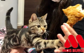 娱乐吃瓜小猫咪视频在线观看,跟随小猫咪一起吃瓜，畅享欢乐时光