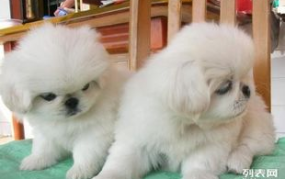 宠物犬领养,从选择到养护的全方位指导