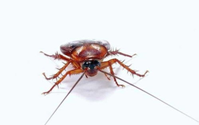 娱乐吃瓜酱大蟑螂,揭秘娱乐圈那些不为人知的幕后故事