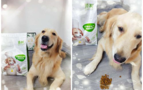 金毛吃什么狗粮好,挑选最适合的狗粮品牌与食谱