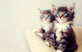 娱乐吃瓜酱猫条,揭秘娱乐圈那些不为人知的幕后故事