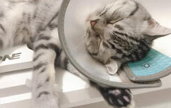 猫猫吃瓜娱乐圈,趣味横生的娱乐圈幕后故事